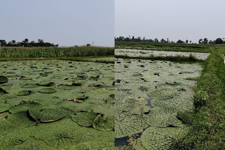 बिहार में पानी में डूबी जमीन बनी ‘सोना’, मखाना खेती से चमकी किस्मत, 50 हजार रुपए तक की अतिरिक्त कमाई