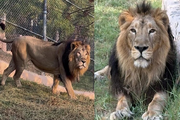 9 साल बाद इटावा सफारी में शेरनी का स्वागत! सुधा बनेंगी सिंबा-सुल्तान की जोड़ीदार