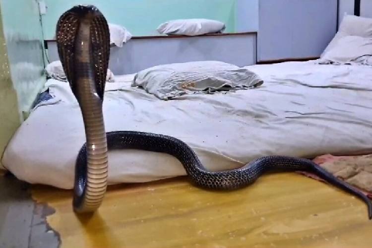 बच्ची के तकिये के नीचे छिपी थी जहरीली नागिन, सुबह 4 बजे लगी भनक!