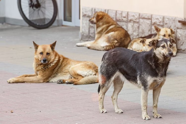 मध्य प्रदेश में कुत्तों की नसबंदी का 'घोटाला' सामने आया, 795 कुत्तों के अंग बरामद