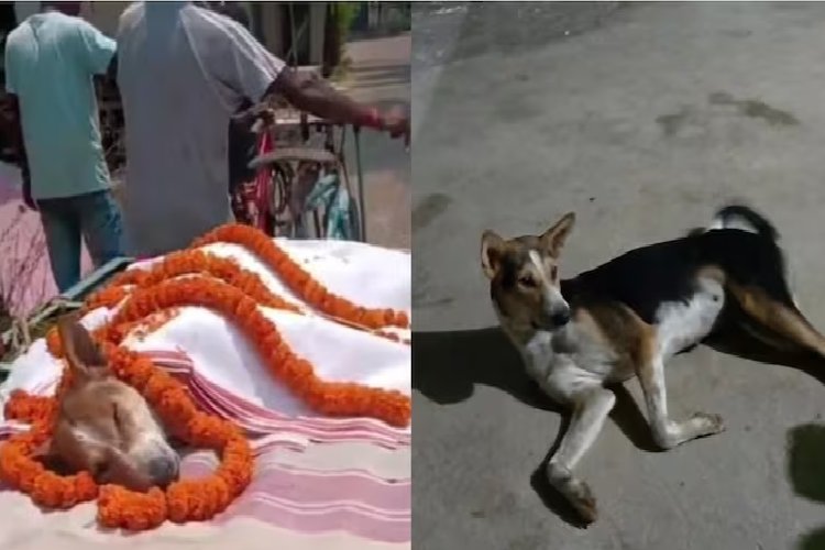 30 बच्चों की जान बचाने के लिए जहरीले सांप से भिड़ी स्ट्रीट डॉग 'काली', खुद हार गई जिंदगी की जंग!