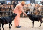 स्वदेशी गो-पालन को बड़ी उड़ान: योगी सरकार देगी 50% सब्सिडी, 2 से 25 गाय तक लाखों का अनुदान