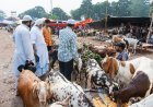 बंगाल में बड़ा फैसला: 14 साल से कम उम्र के किसी भी गोवंश को काटना प्रतिबंधित!