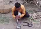 भीषण गर्मी ने ली कोबरा सांप की जान, मुंह से CPR देने का वीडियो वायरल...