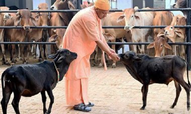 स्वदेशी गो-पालन को बड़ी उड़ान: योगी सरकार देगी 50% सब्सिडी, 2 से 25 गाय तक लाखों का अनुदान