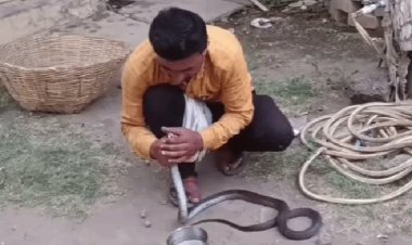 भीषण गर्मी ने ली कोबरा सांप की जान, मुंह से CPR देने का वीडियो वायरल...