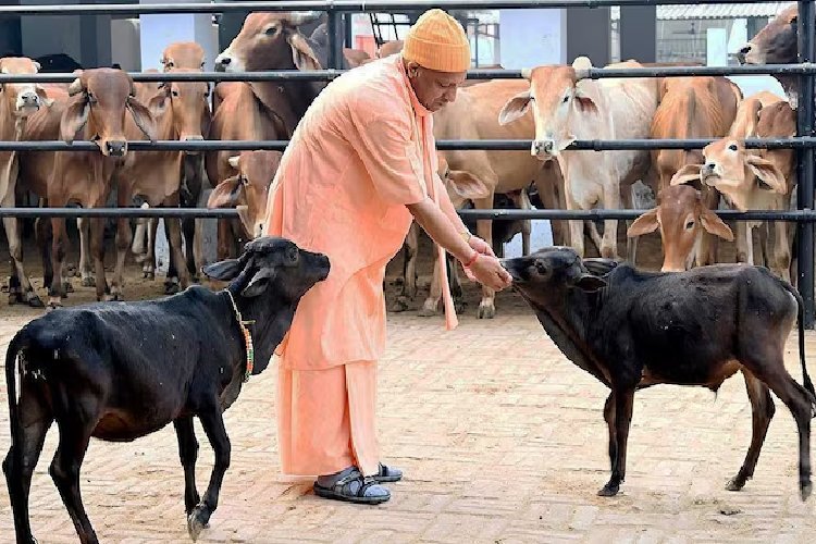 स्वदेशी गो-पालन को बड़ी उड़ान: योगी सरकार देगी 50% सब्सिडी, 2 से 25 गाय तक लाखों का अनुदान