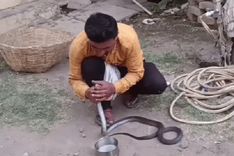 भीषण गर्मी ने ली कोबरा सांप की जान, मुंह से CPR देने का वीडियो वायरल...