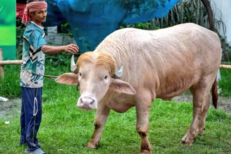 3.85 लाख टका में बिके ‘ट्रम्प’ की कुर्बानी रुकी, सोशल मीडिया पर मचा बवाल, जानिए पूरा माजरा