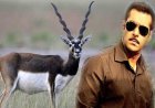 सलमान खान vs काला हिरण फिल्म: दिल्ली हाईकोर्ट ने मेकर अमित जानी को जारी किया नोटिस, रिलीज पर लग सकती है रोक