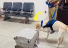स्निफर डॉग ने पकड़वाई 10 करोड़ की ड्रग्स, बैंकॉक से लौटे पैसेंजर के बैग में छिपा था 11 किलो हाइड्रोपोनिक गांजा