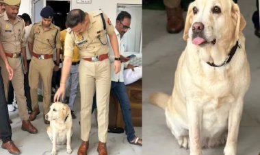 6 साल की मासूम के साथ जघन्य रेप... कोई CCTV नहीं, कोई गवाह नहीं, लेकिन लैब्राडोर मैरी ने गमछा सूंघकर खोल दी गुत्थी, संभल पुलिस की ''हीरो डॉग