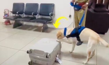 स्निफर डॉग ने पकड़वाई 10 करोड़ की ड्रग्स, बैंकॉक से लौटे पैसेंजर के बैग में छिपा था 11 किलो हाइड्रोपोनिक गांजा