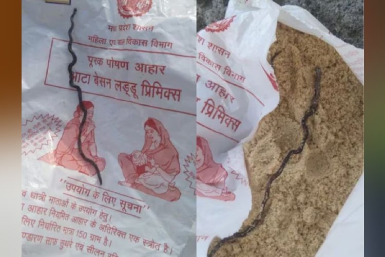 गर्भवती महिला को आंगनवाड़ी से मिले लड्डू के पैकेट में निकला मरा हुआ सांप! पूरे इलाके में हड़कंप
