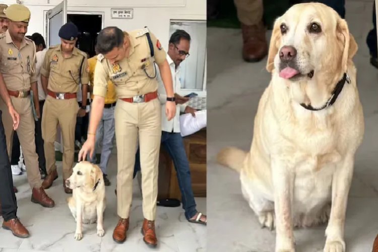 6 साल की मासूम के साथ जघन्य रेप... कोई CCTV नहीं, कोई गवाह नहीं, लेकिन लैब्राडोर मैरी ने गमछा सूंघकर खोल दी गुत्थी, संभल पुलिस की ''हीरो डॉग