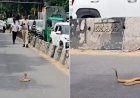 ''बेंगलुरु ट्रैफिक को मिल गया नया VIP- एक कोबरा पालिस रोड पर! 30 मिनट तक जाम... 