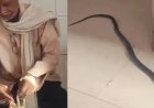 उत्तर प्रदेश से हैरान करने वाला मामला आया सामने, मरे हुए सांप को लेकर युवक पहुँचा अस्पताल