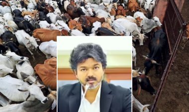 गौहत्या प्रतिबंध पर सुप्रीम कोर्ट पहुंची तमिलनाडु सरकार, मद्रास हाईकोर्ट के आदेश को दी चुनौती