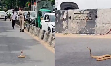 ''बेंगलुरु ट्रैफिक को मिल गया नया VIP- एक कोबरा पालिस रोड पर! 30 मिनट तक जाम... 