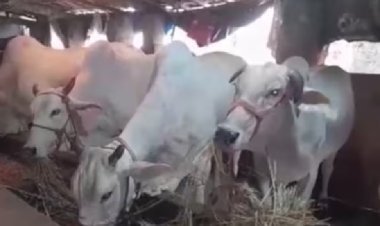 गौशालाओं में घोटाला! CAG ने राजस्थान सरकार पर लगाया 57 करोड़ का फर्जीवाड़े का आरोप, मर चुकी गायों के नाम पर भी सब्सिडी