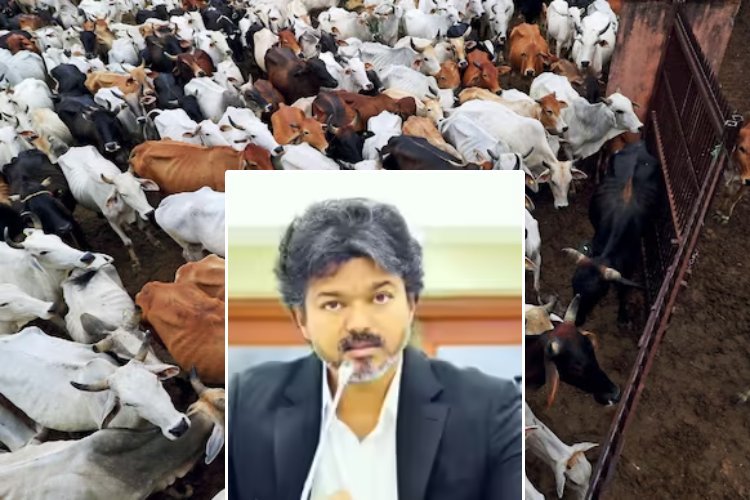 गौहत्या प्रतिबंध पर सुप्रीम कोर्ट पहुंची तमिलनाडु सरकार, मद्रास हाईकोर्ट के आदेश को दी चुनौती