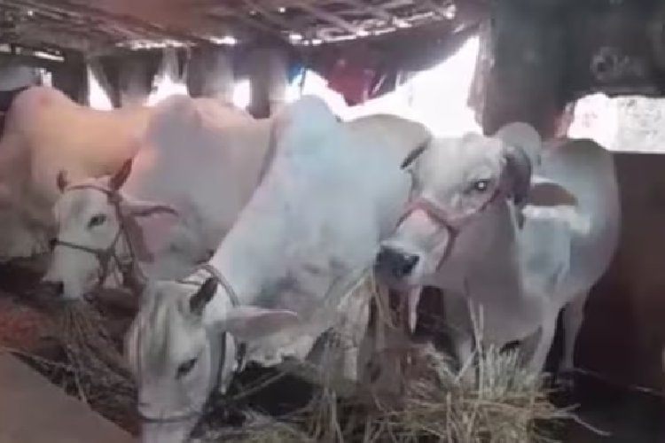 गौशालाओं में घोटाला! CAG ने राजस्थान सरकार पर लगाया 57 करोड़ का फर्जीवाड़े का आरोप, मर चुकी गायों के नाम पर भी सब्सिडी