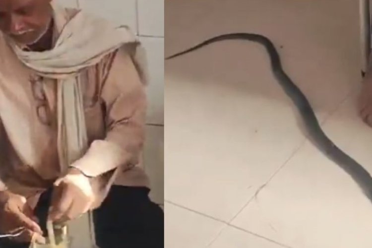 उत्तर प्रदेश से हैरान करने वाला मामला आया सामने, मरे हुए सांप को लेकर युवक पहुँचा अस्पताल
