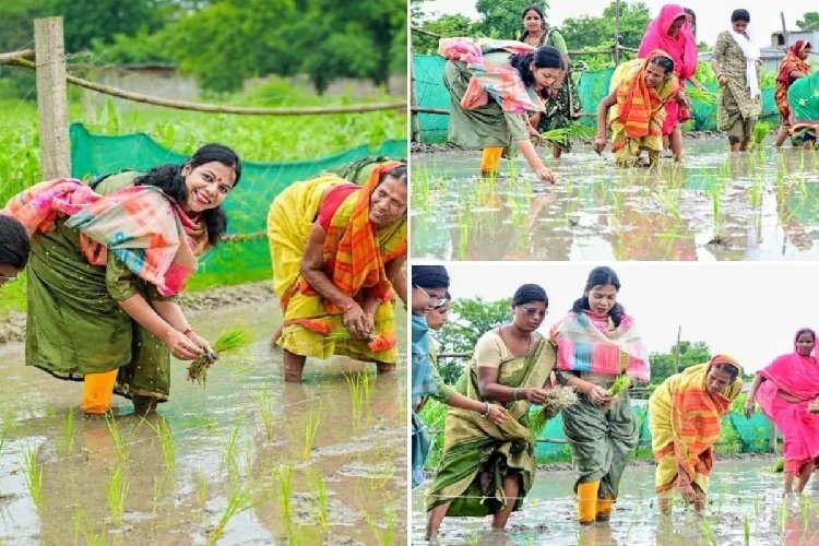 मजदूरों के साथ धान रोपने लगीं वैशाली की डीएम, वीडियो वायरल