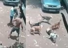 पुणे में आवारा कुत्तों का आतंक: घर के बाहर खेल रही 4 साल की बच्ची पर हमला, CCTV में कैद हुई दिल दहला देने वाली वारदात