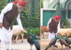 लाल किले के लिए निकलने से पहले खास 'दोस्तों' से मिले थे PM मोदी: मोर को दाना और गायों को खिलाया चारा, शेयर किया मनमोहक वीडियो