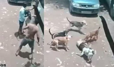 पुणे में आवारा कुत्तों का आतंक: घर के बाहर खेल रही 4 साल की बच्ची पर हमला, CCTV में कैद हुई दिल दहला देने वाली वारदात