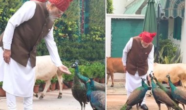 लाल किले के लिए निकलने से पहले खास 'दोस्तों' से मिले थे PM मोदी: मोर को दाना और गायों को खिलाया चारा, शेयर किया मनमोहक वीडियो