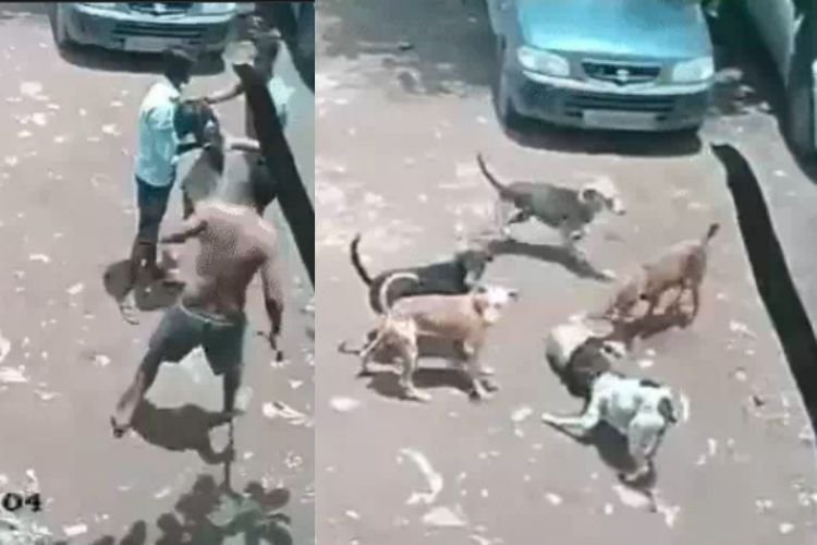 पुणे में आवारा कुत्तों का आतंक: घर के बाहर खेल रही 4 साल की बच्ची पर हमला, CCTV में कैद हुई दिल दहला देने वाली वारदात