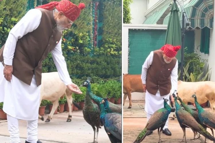 लाल किले के लिए निकलने से पहले खास 'दोस्तों' से मिले थे PM मोदी: मोर को दाना और गायों को खिलाया चारा, शेयर किया मनमोहक वीडियो