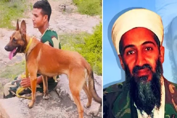 लादेन को खोजने वाली नस्ल का कुत्ता अब बाराबंकी पुलिस में, नाम है 'टकर'