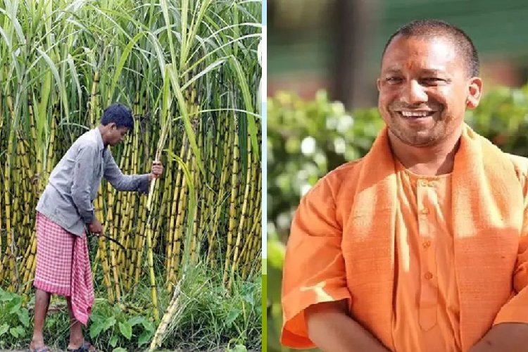 गन्ना किसानों को योगी सरकार का बड़ा तोहफा! 3.25 लाख करोड़ का भुगतान, यूपी बना देश का नंबर-1 राज्य