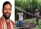 हरियाणा में दिवाली से पहले किसानों को सौगात...सीएम नायब सैनी ने गन्ने के रेट बढ़ाए, इस साल ₹430, अगले साल ₹450