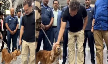 राहुल गांधी का क्यूट अंदाज! एयरपोर्ट पर स्निफर डॉग से हुई मुलाकात, वीडियो ने जीत लिया दिल
