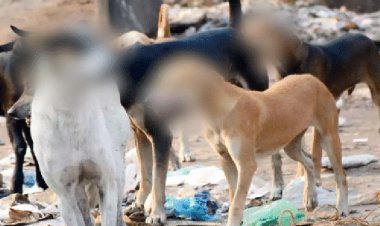 वियाग्रा खाकर शकील उर्फ पप्पू ने मादा कुत्ते के साथ की घिनौनी हरकत, वीडियो वायरल होते ही पुलिस ने पकड़ा