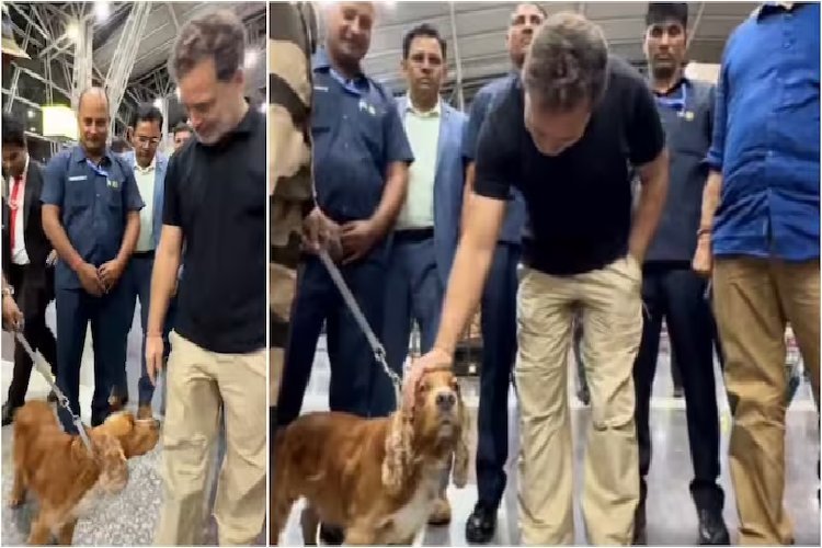 राहुल गांधी का क्यूट अंदाज! एयरपोर्ट पर स्निफर डॉग से हुई मुलाकात, वीडियो ने जीत लिया दिल