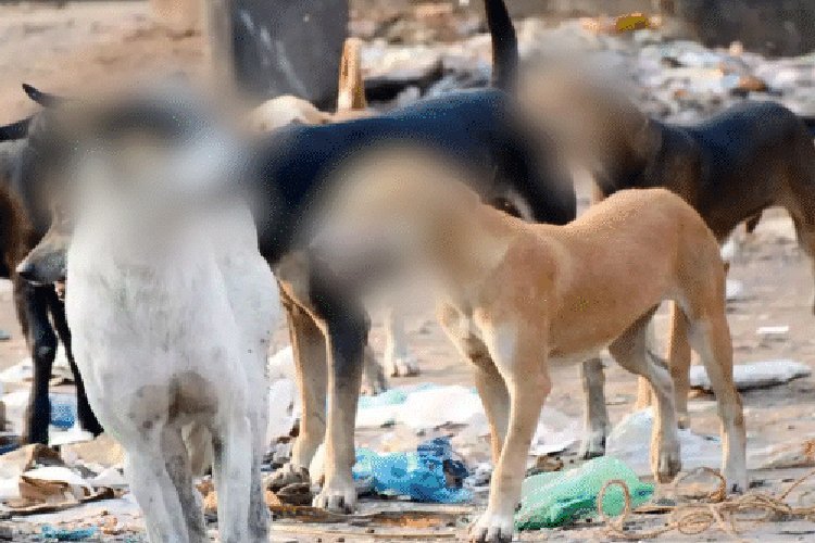 वियाग्रा खाकर शकील उर्फ पप्पू ने मादा कुत्ते के साथ की घिनौनी हरकत, वीडियो वायरल होते ही पुलिस ने पकड़ा